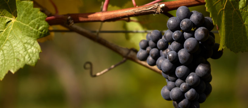 Ripe Pinot Noir